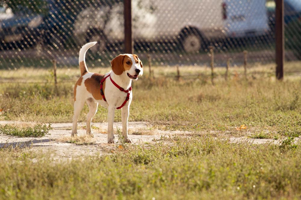 Как отучить собаку ходить в туалет в вольере Как отучить собаку ходить в туалет в вольере