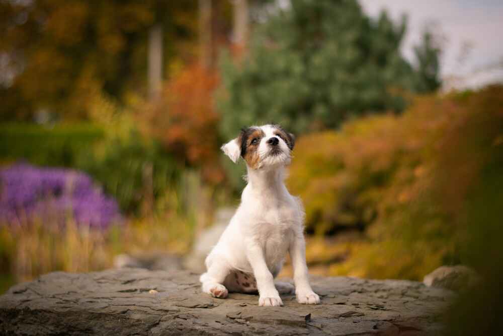 Щенок парсон-рассел-терьера