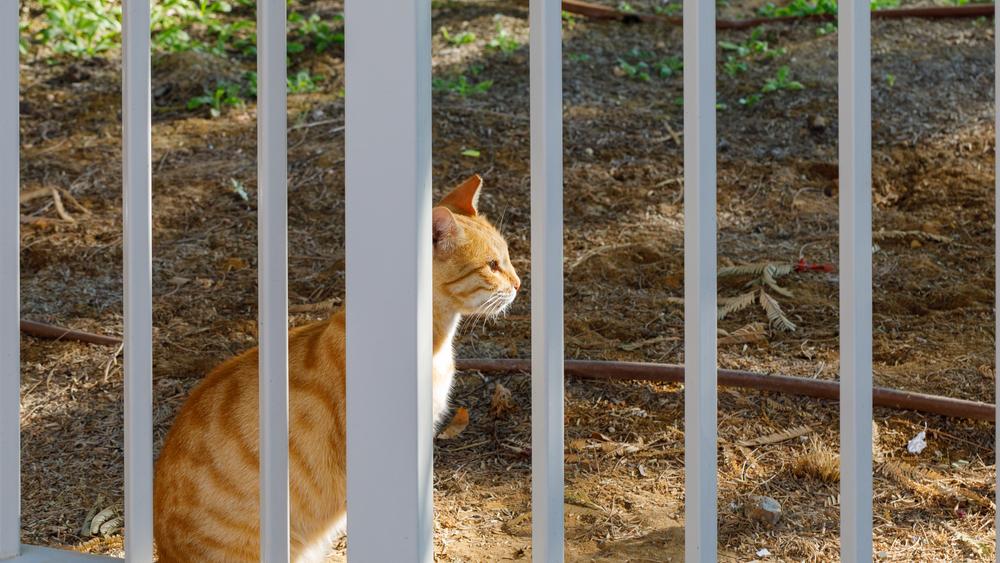Какие бывают вольеры для кошек Какие бывают вольеры для кошек