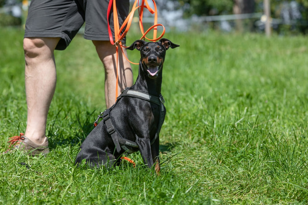 Манчестер-терьеры отличаются своеволием