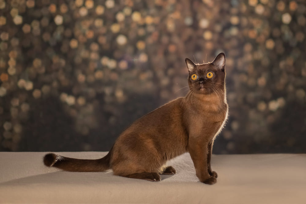 Гигиена влияет на то, сколько может прожить бурманская кошка