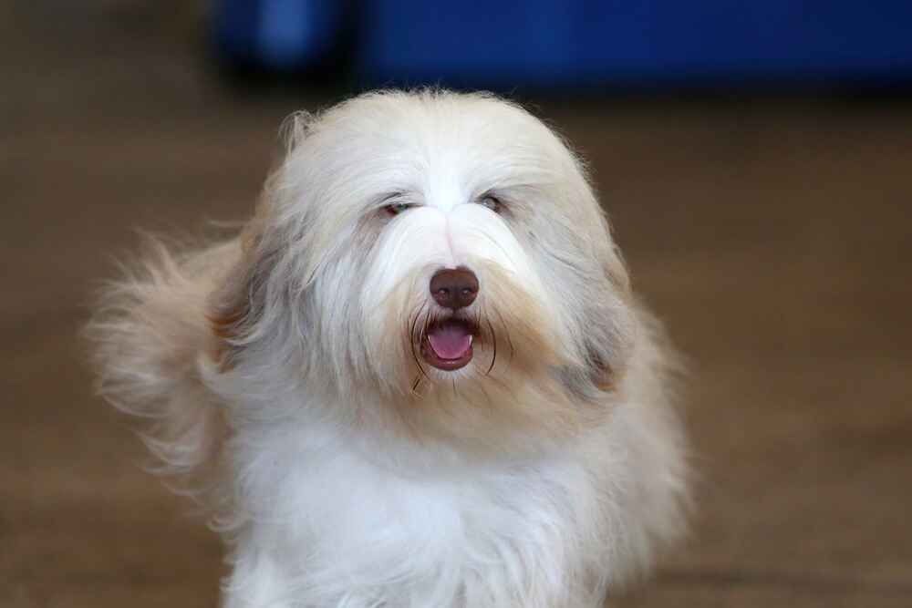 Бородатые колли могут участвовать в спортивных мероприятиях