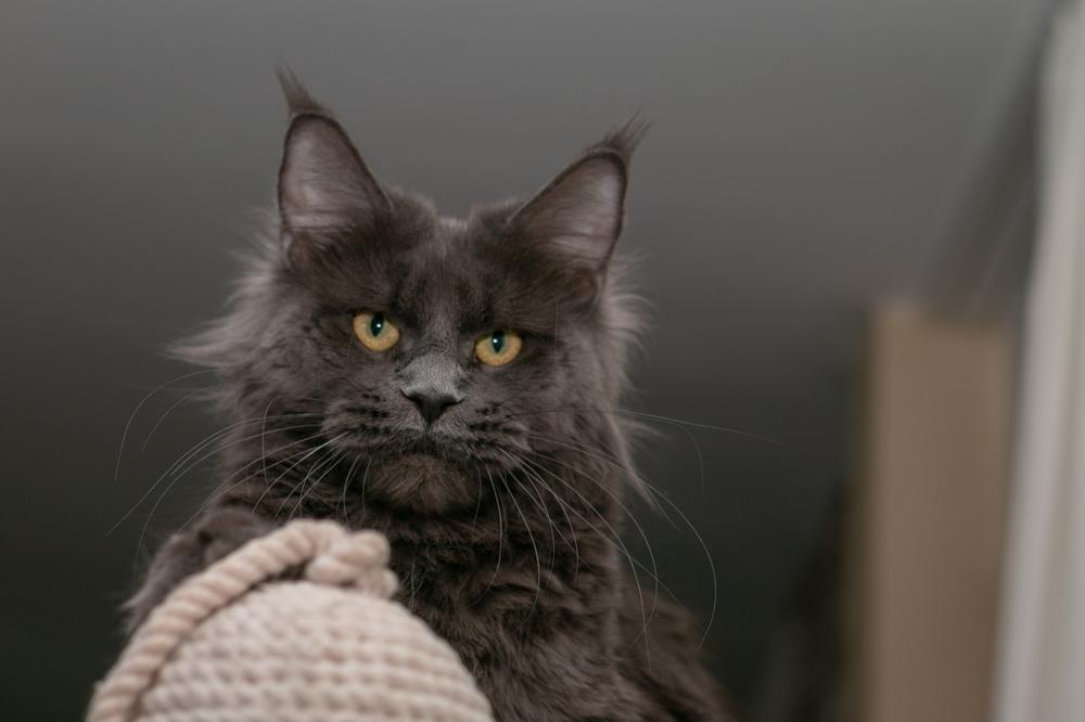 Первые дни мейн-куна в новом доме Первые дни мейн-куна в новом доме