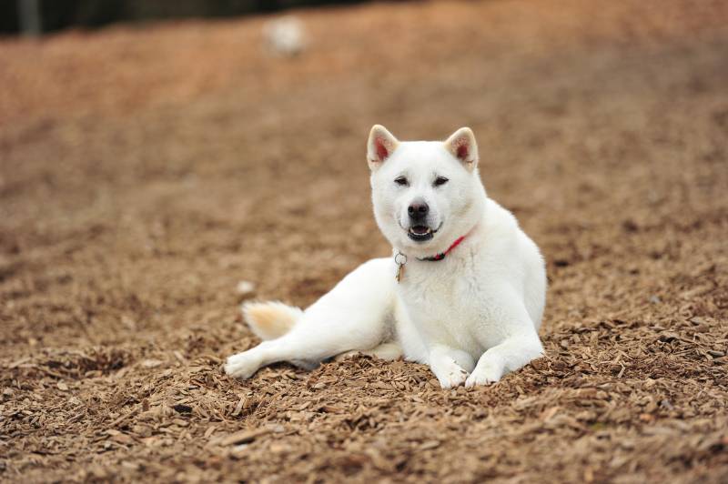 Все породы белых длинношерстных собак