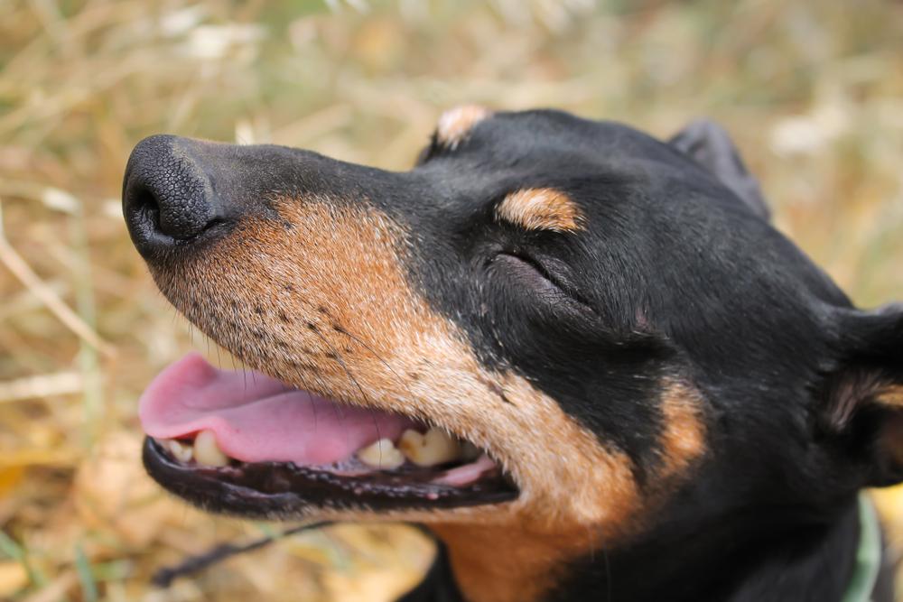 кормление и рацион немецкого пинчера