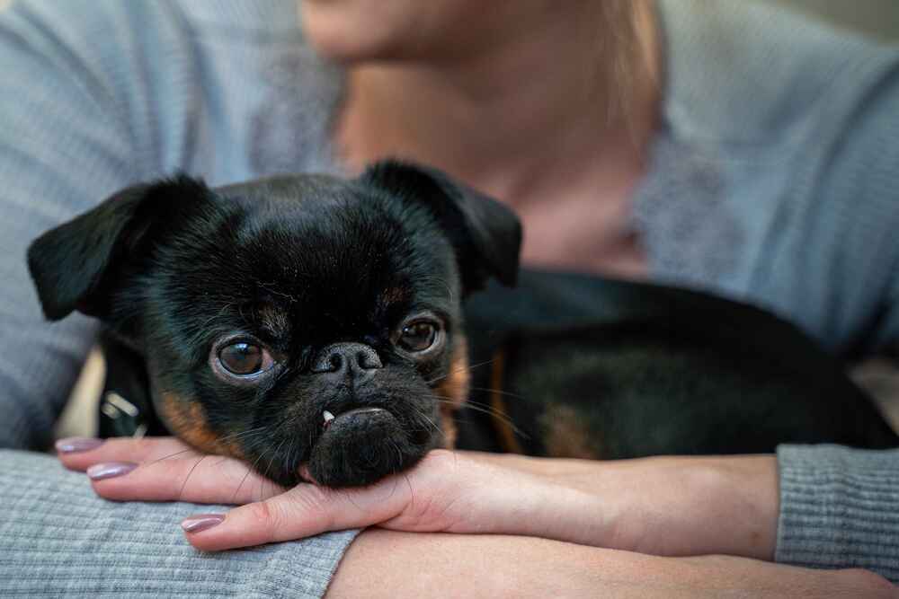 Ежегодная диспансеризация влияет на то, сколько проживет пти-брабансон