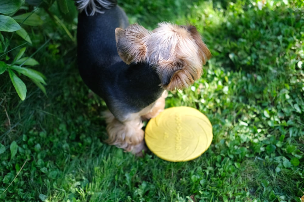 Болезни влияют на то, сколько весит йоркширский терьер