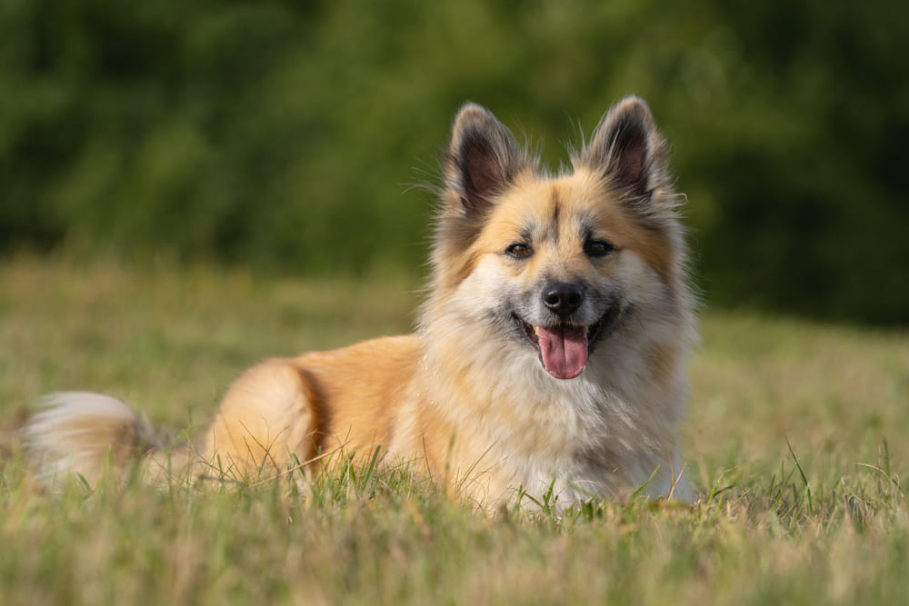 Исландские овчарки сторожат территорию от чужаков