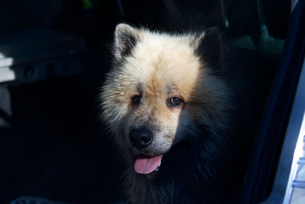 Гулять с евразиером нужно много