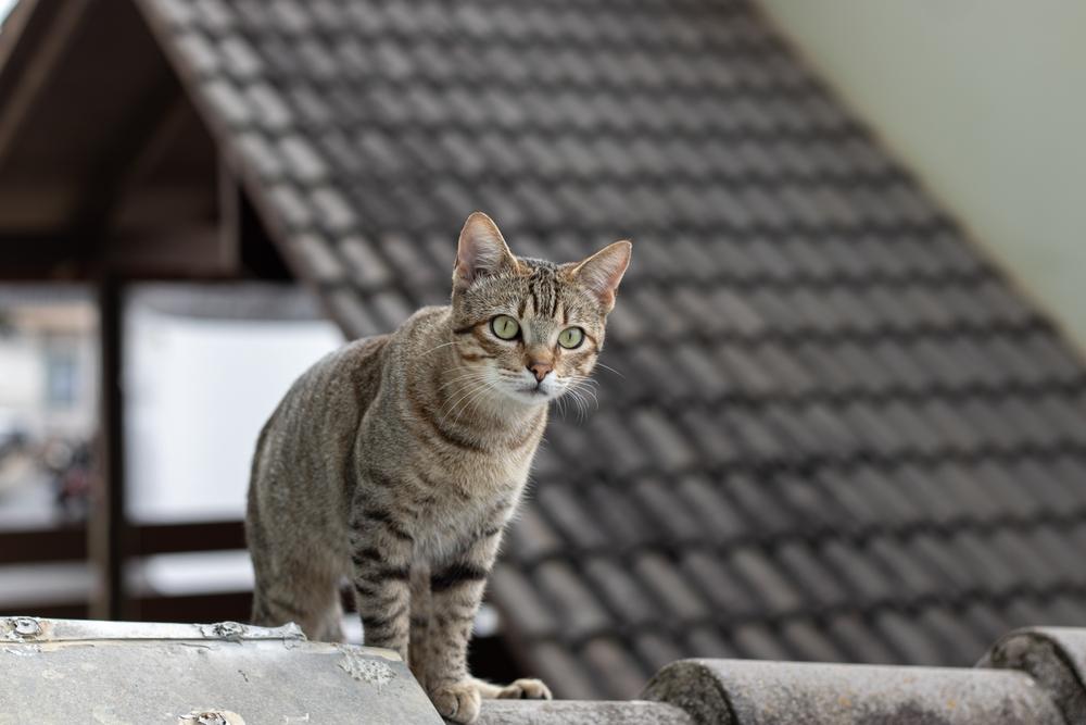 Где и как искать пропавшего кота Где и как искать пропавшего кота