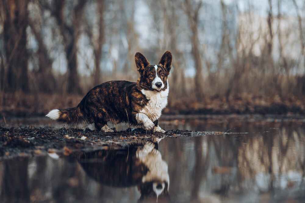 Вельш-корги кардиган играет с собакой