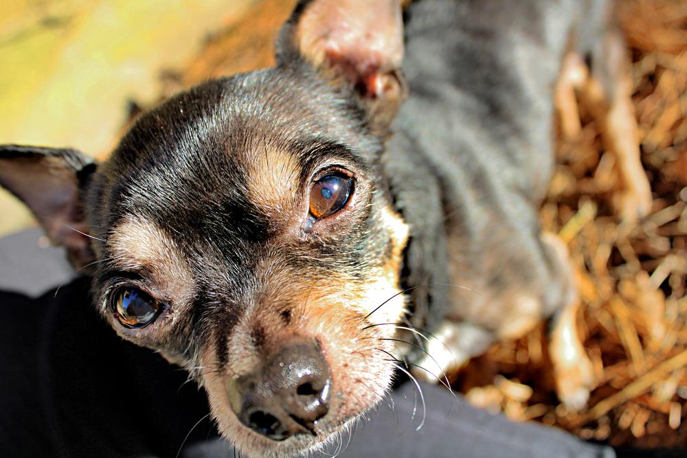 Особенности кормления чивини