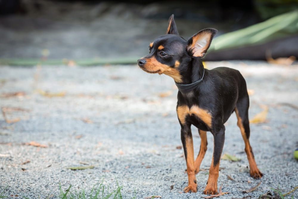 Важно знать, сколько живет русский той-терьер в норме