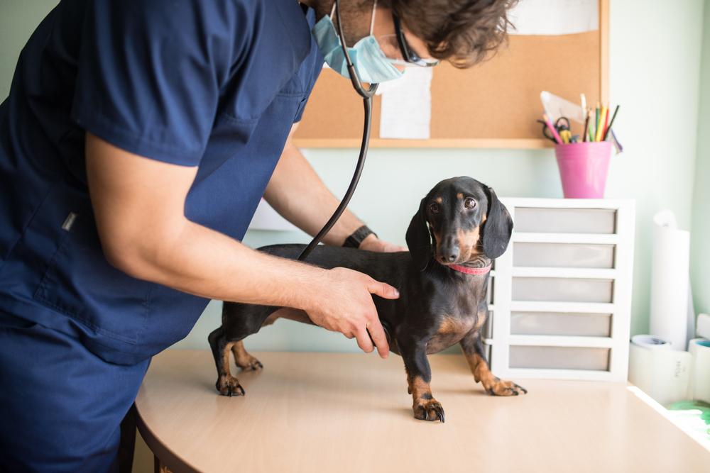 Лечение саркомы у собак