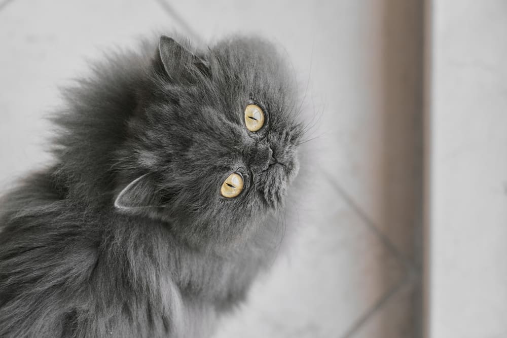 Продолжительность жизни персидской кошки не зависит от пола