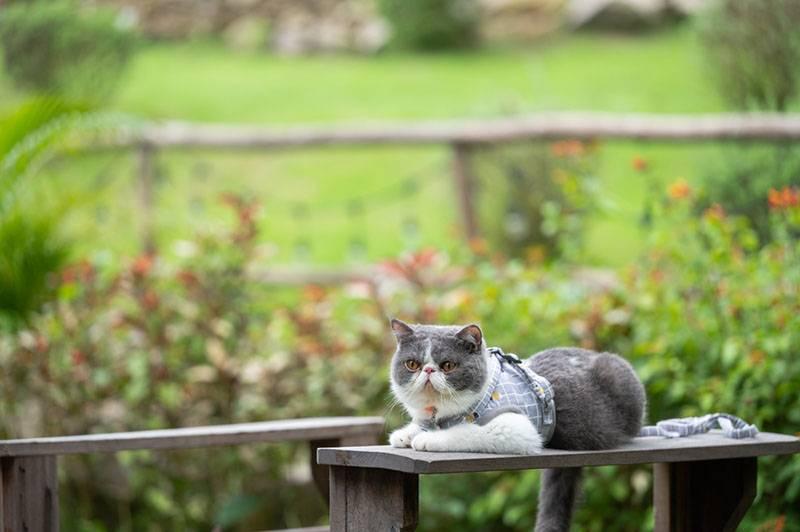 Самые милые породы кошек: экзотическая кошка Самые милые породы кошек: экзотическая кошка