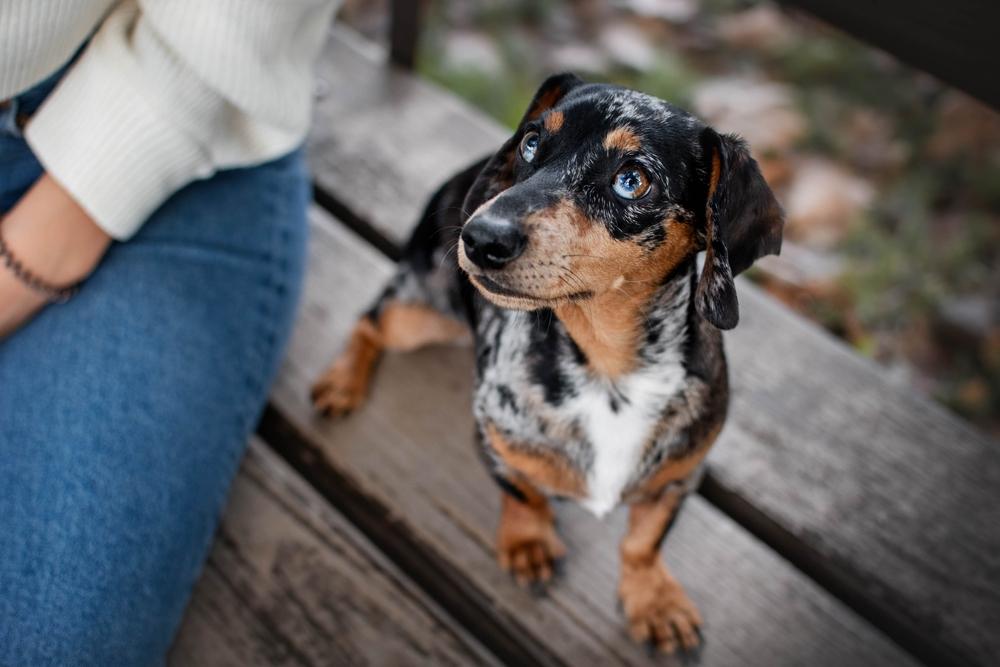 Мраморная такса на фото