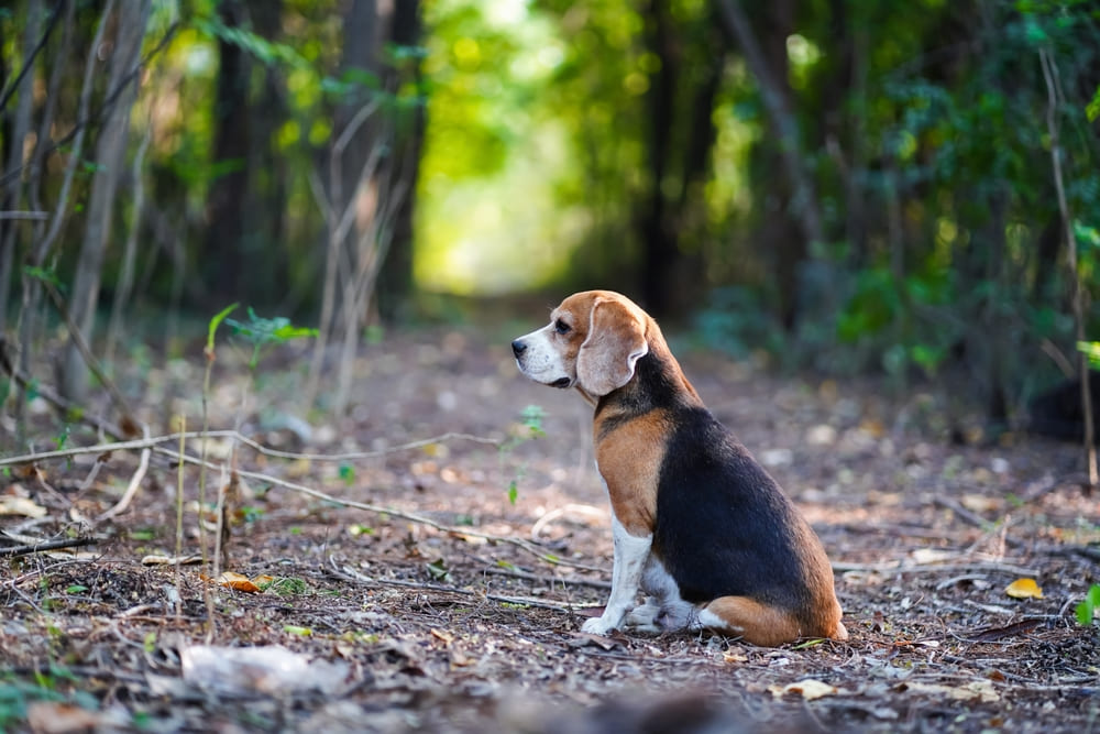 Вес бигля растет по мере взросления