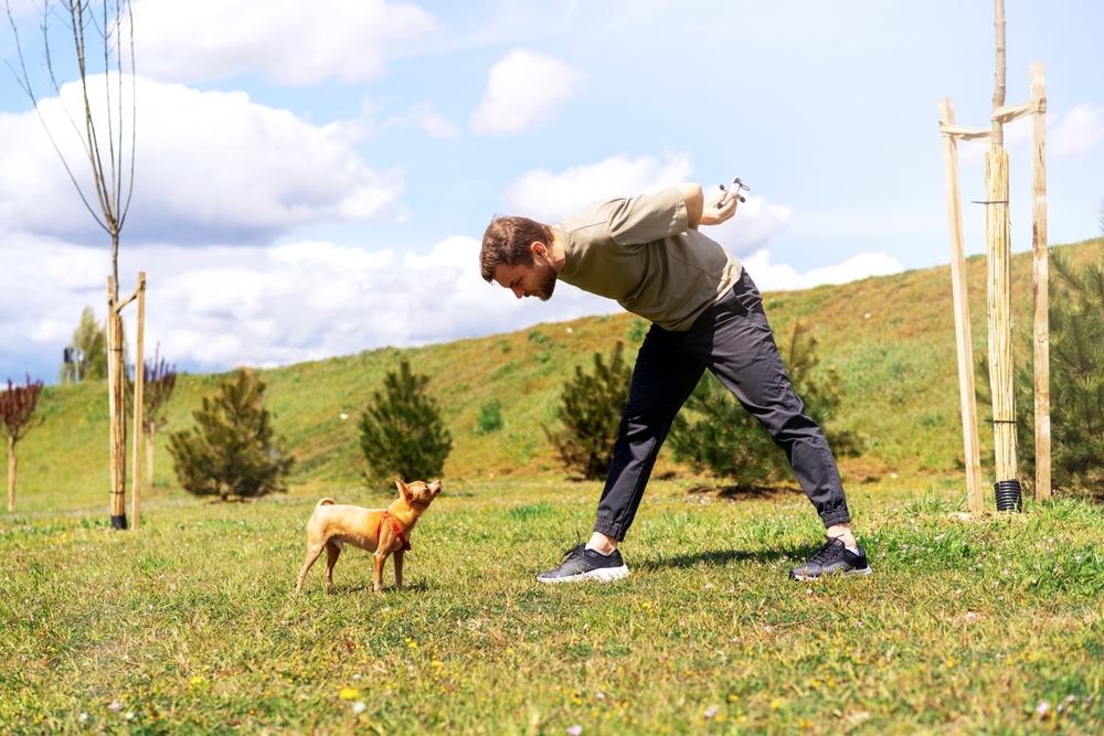 С чего начать дрессировку той-терьера С чего начать дрессировку той-терьера