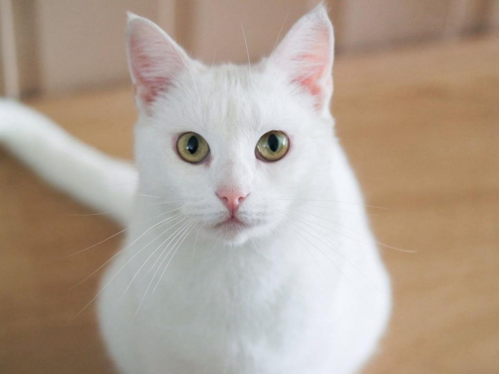 Белая кошка альбинос порода thumbnail
