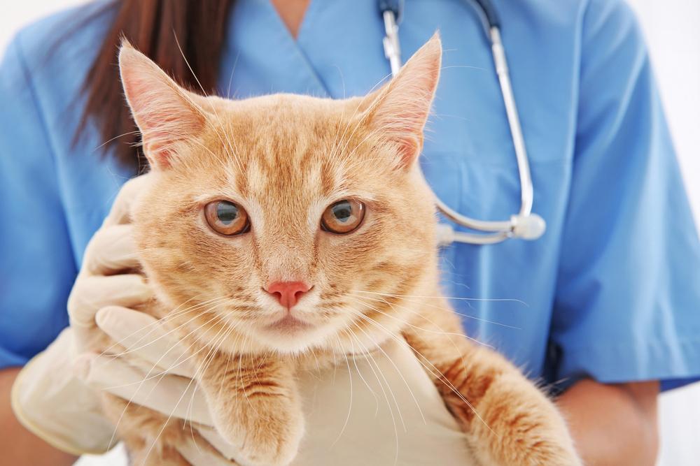 заболевания печени, диабет и панкреатит как причина повышенной амилазы у кошки