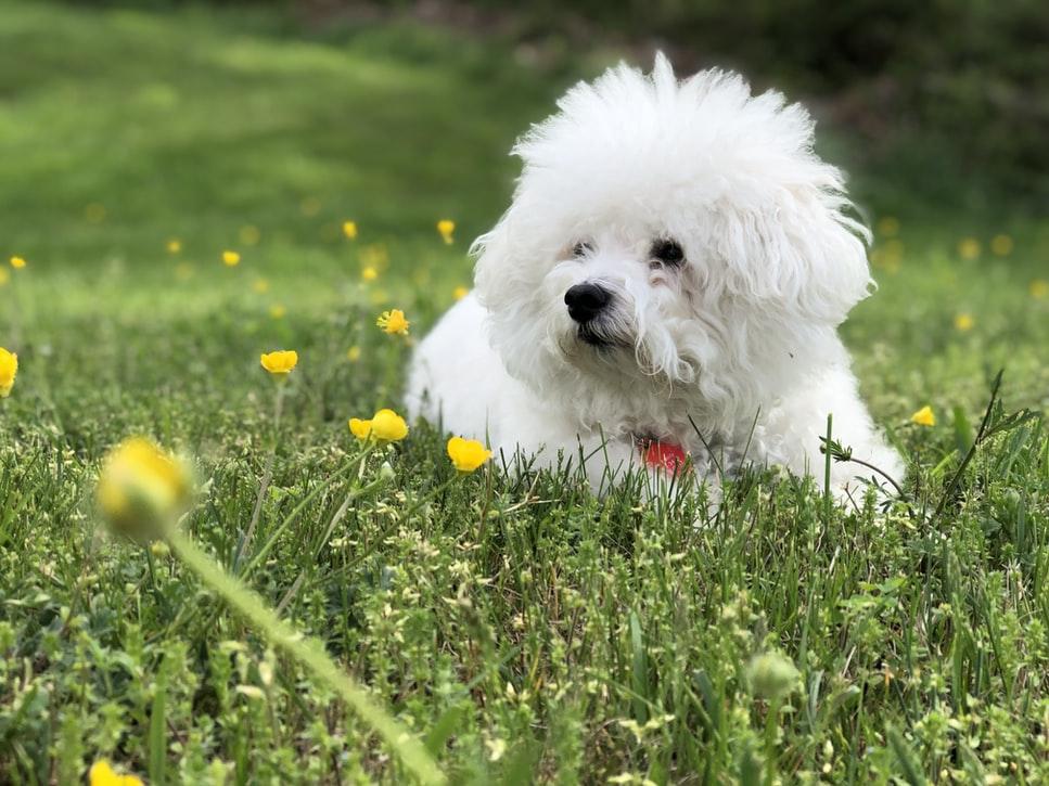 Собаки для аллергиков фото. Бишон фризе. Бишон-фризе Teacup. Pomeranian Bichon Frise. Бишон золотой.