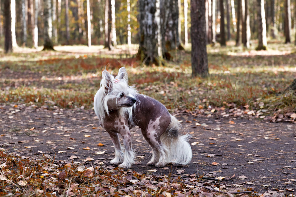 У китайских хохлатых собак есть характерные болезни