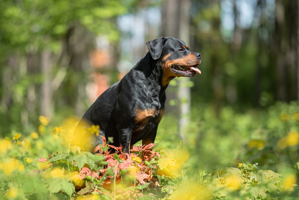 Течка у ротвейлера может начинаться не по графику