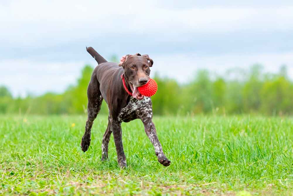 Курцхаары много гуляют