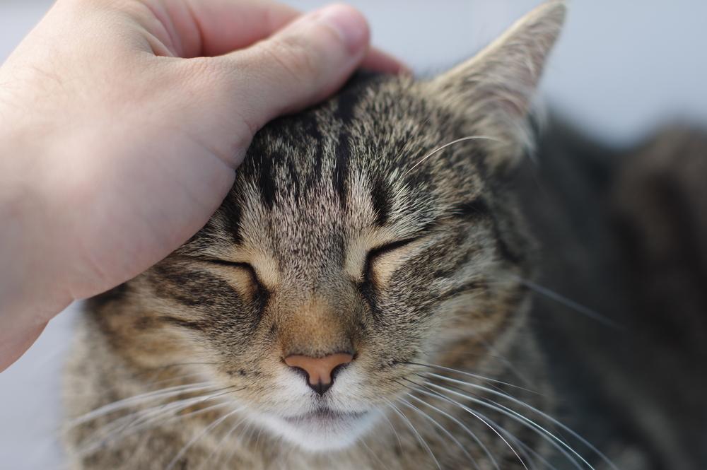 как народными средствами избавиться от ушного клеща у кошек