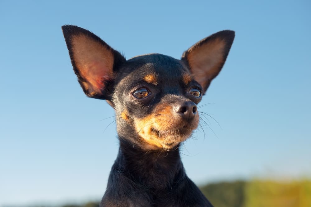 Владельцу важно контролировать, как проходит течка у той-терьера