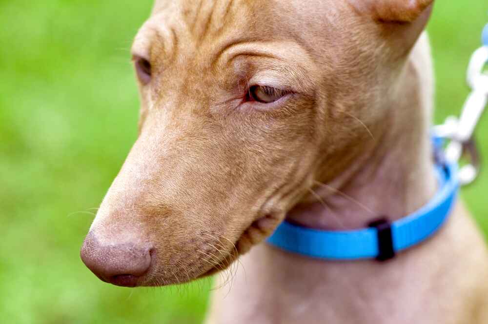 Какой уход нужен сицилийской борзой?