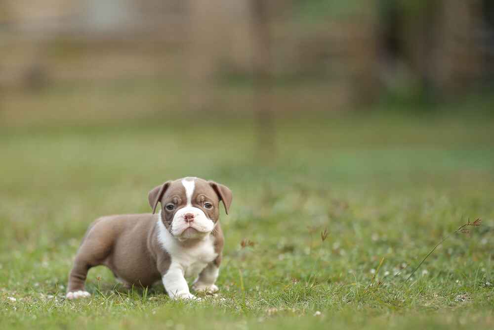 Щенок амбулли