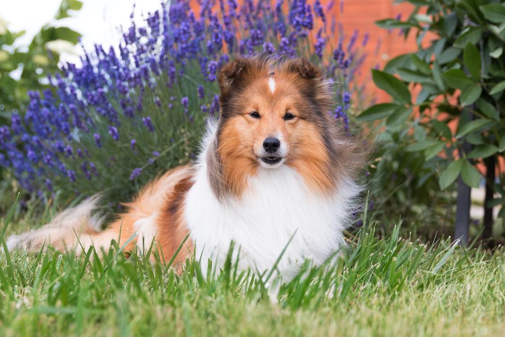 самые преданные породы собак: шелти самые преданные породы собак: шелти.jpg