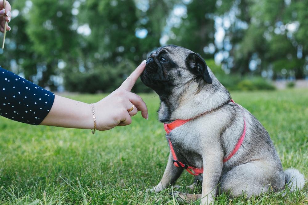 Разрешенные стандартом окрасы мопсов: серебро Разрешенные стандартом окрасы мопсов: серебро