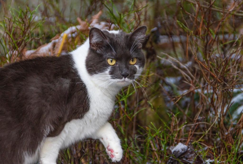 Рвота у кошек с кусочками еды