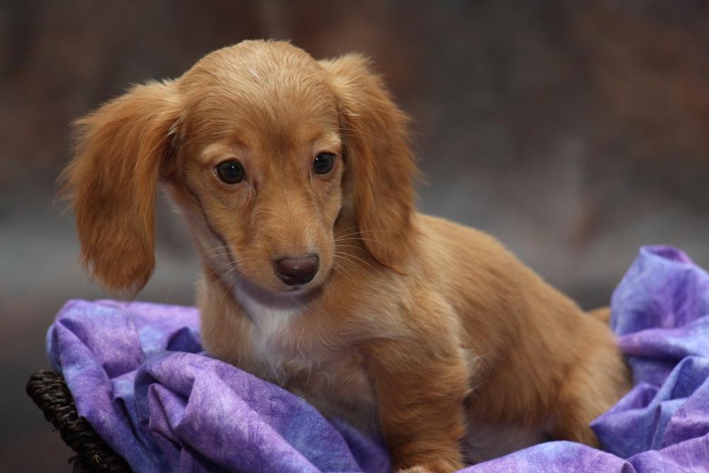 Этот щенок таксы не злой, а добрый