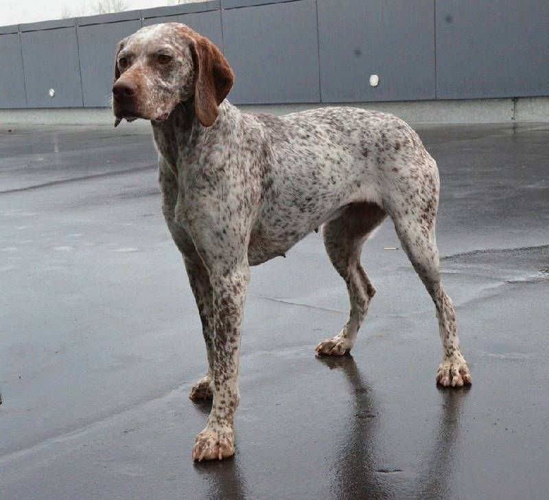 редкие французские породы: бурбонский бракк.jpg редкие французские породы: бурбонский бракк.jpg