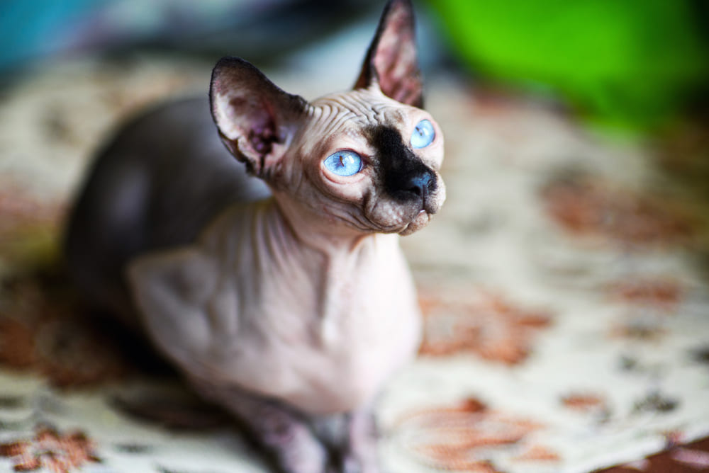 Профилактика влияет на продолжительность жизни канадского сфинкса