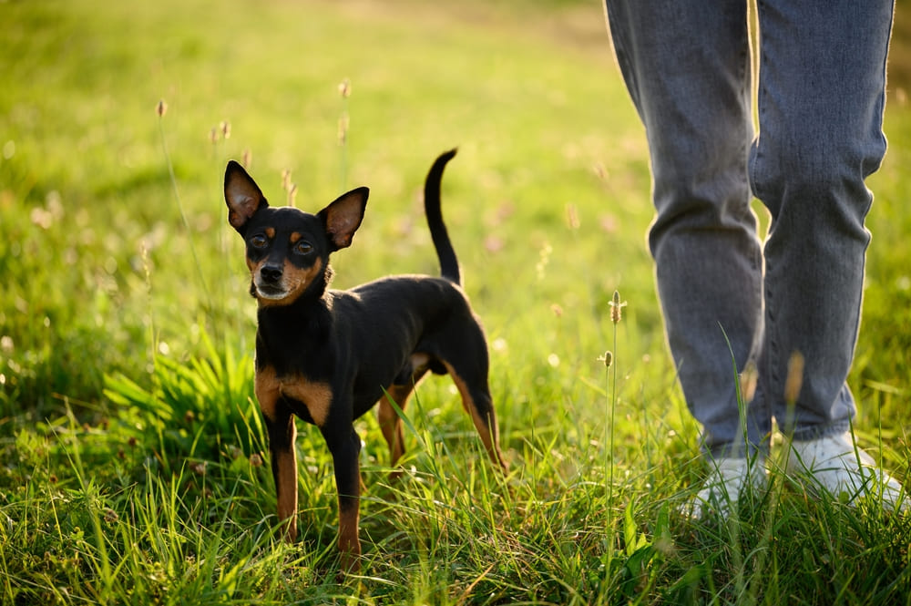 Той-терьеру необходимы прививки