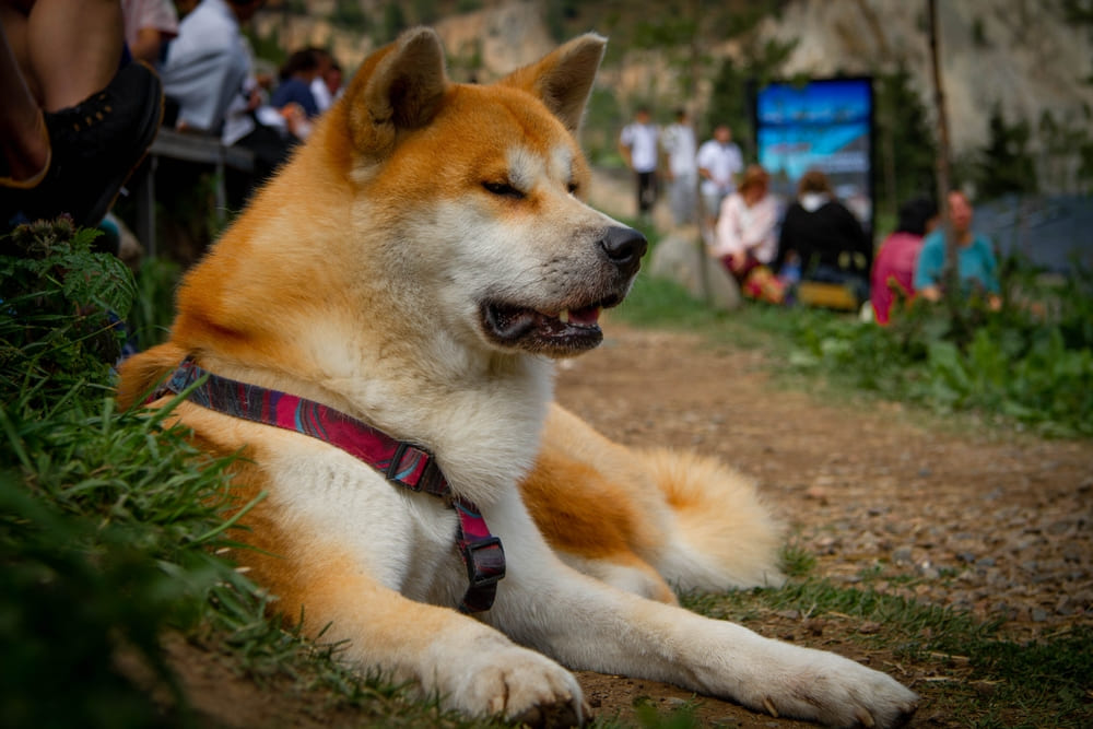 Вязку акита-ину проводят во время течки