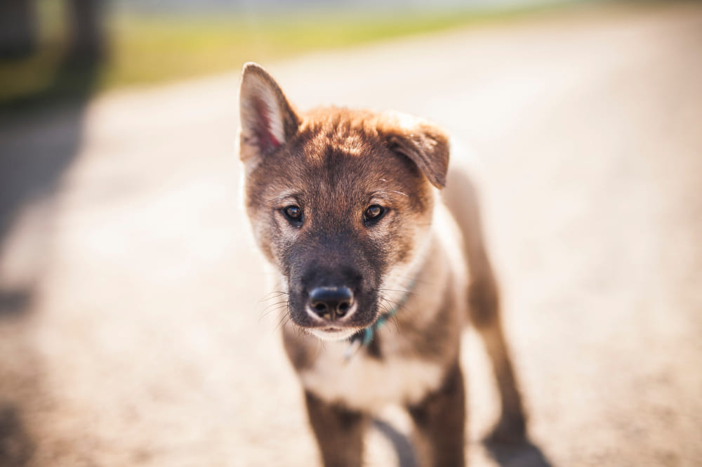 У сикоку развит территориальный инстинкт