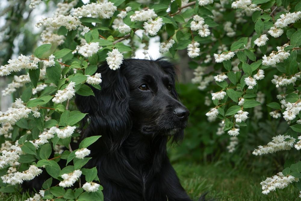 Черный спаниель