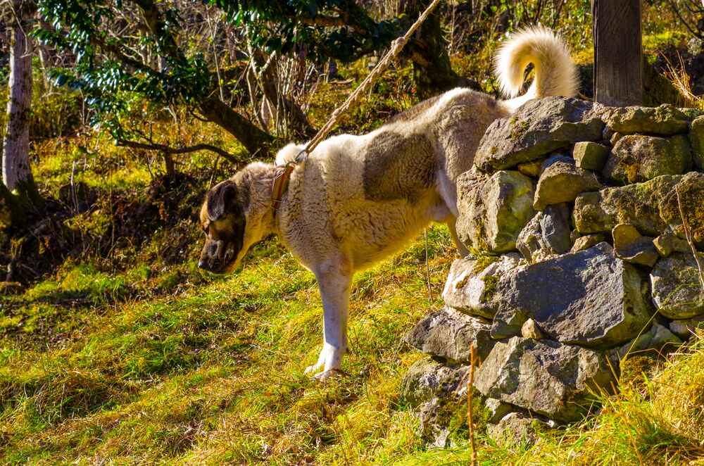 Турецкий кангал нуждается в сбалансированном питании