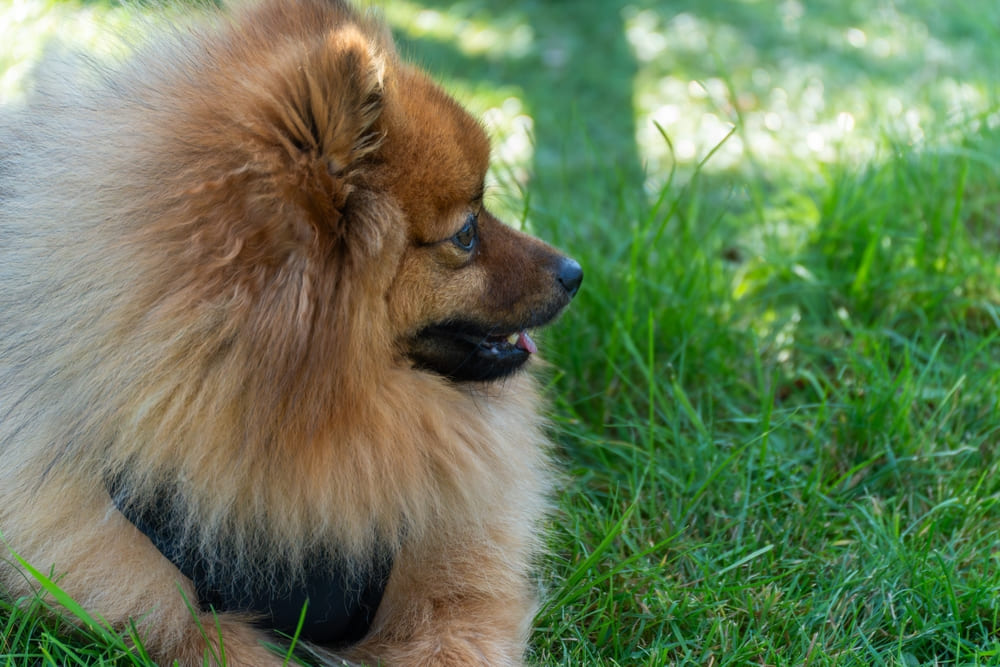 Вязка шпица проходит в несколько стадий