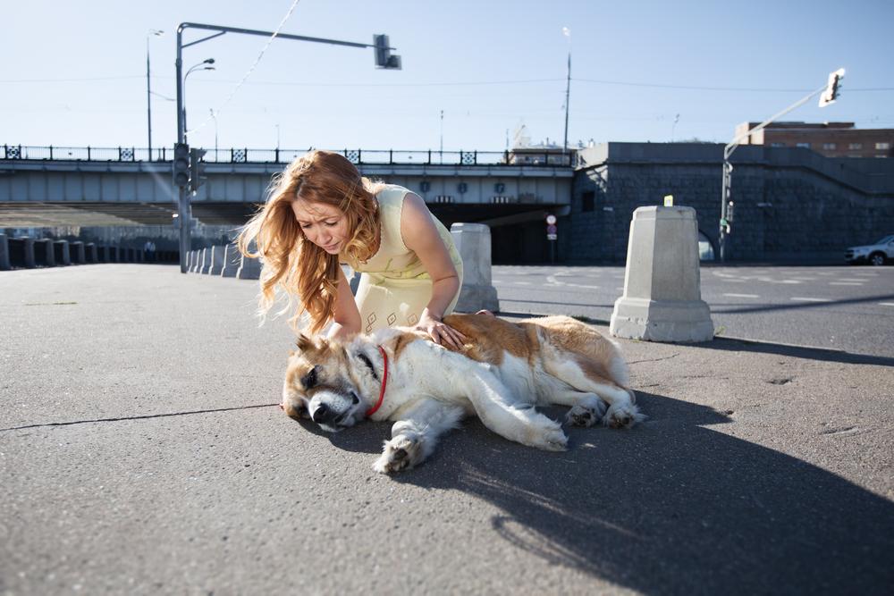 первая помощь собаке при тепловом ударе