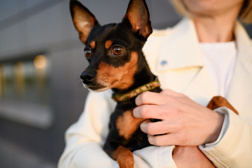 Той-терьер нуждается в уходе