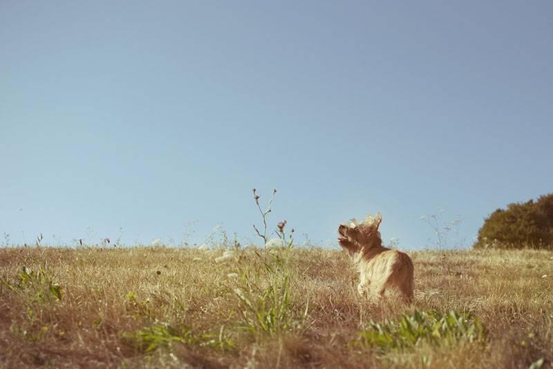 Собаки из зарубежного кино и сериалов: керн-терьер Собаки из зарубежного кино и сериалов: керн-терьер