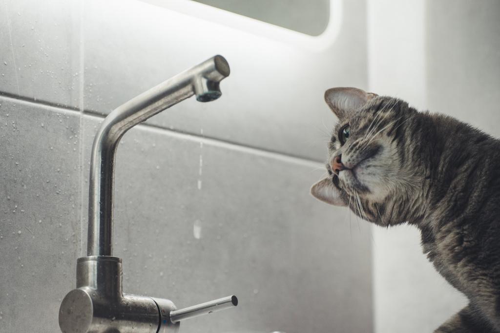 Apa yang memengaruhi jumlah air yang dikonsumsi kucing per hari?