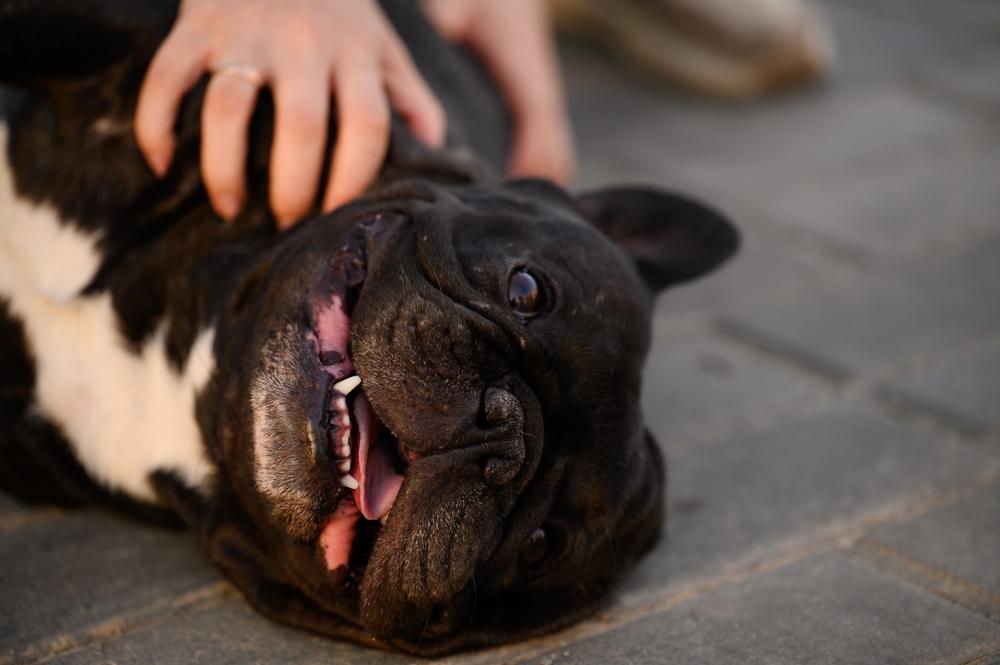 Фотография черного бульдога